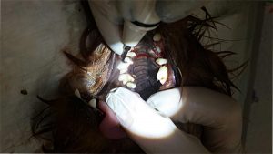 Чистка внутренней поверхности зубов собаки
