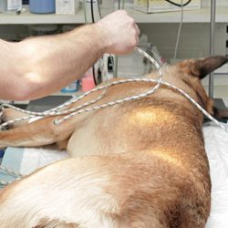Анестезия для животных