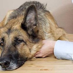 Чумка у собак: первые признаки и лечение, правила поведения.