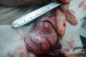 Новообразование семенника у собаки породы пекинес, находившееся в брюшной полости (крипторхизм)