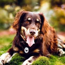 Симптомы заболеваний сердечно-сосудистой системы у собак.