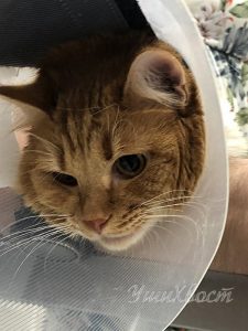 фото кота после операции