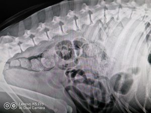 Остеофиты позвоночника, спондилез, собака 10 лет
