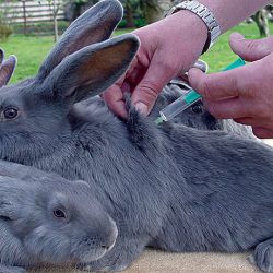 Профилактическая вакцинация кроликов