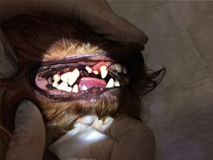 После чистки зубов собаки ультразвуком и полировки.