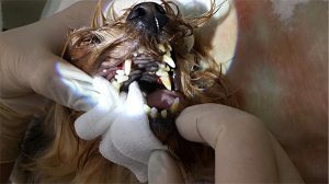 Чистка с внутренней поверхности зубов собаки