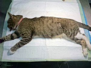 Стерилизация кошки через боковой разрез