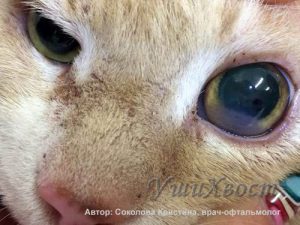 помутнение глаза у кошки