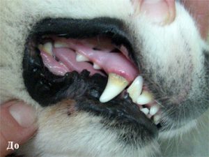 зубы собаки до чистки ультразвуком