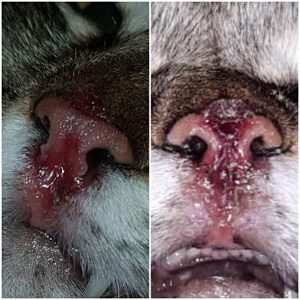 Эозинофильная гранулема у кошки до гомеопатического лечения