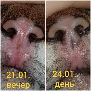 Эозинофильная гранулема у кошки после гомеопатического лечения