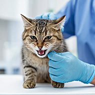 Кастрация, стерилизация