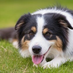Изменения поведения собак и симптомы латентного периода заболеваний.