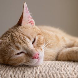 О блохах и других кошачьих паразитах