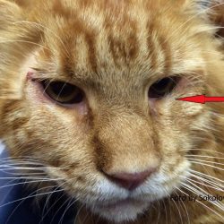 Почему слезятся глаза у питомца. И что с этим делать?