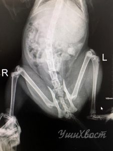 перелом шейки бедра. снимок без ортопедической выкладки