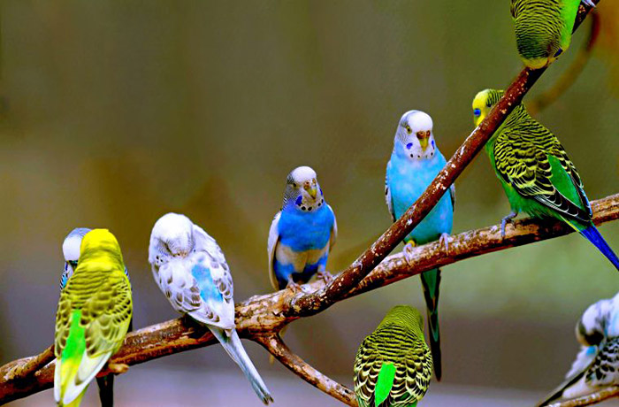 Волнистые попугаи - содержание и уход