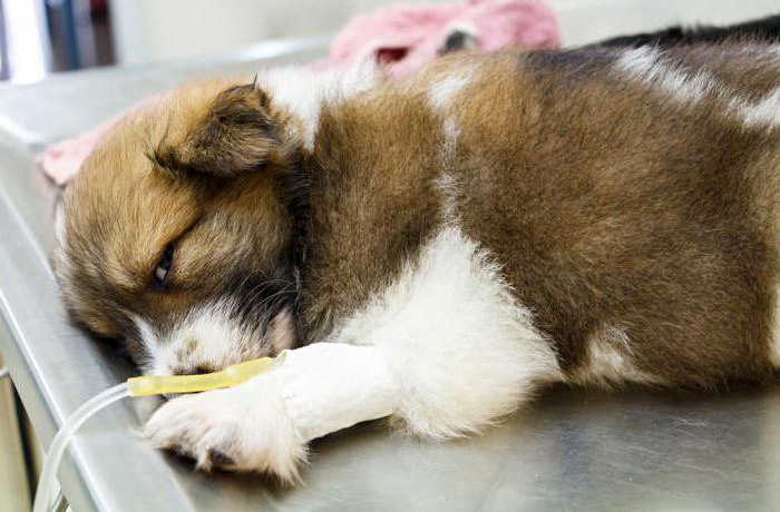 Лечение парвовирусного энтерита у собак