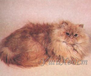 Персидская длиношерстная кошка, красный