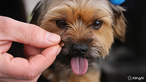 Пироплазмоз виджет