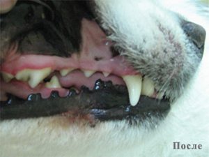 зубы собаки после чистки ультразвуком