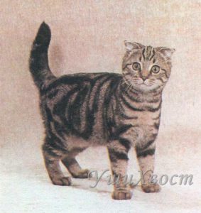 Шотландская вислоухая кошка - коричневый классический табби