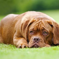 Изменения поведения собак и симптомы латентного периода заболеваний.