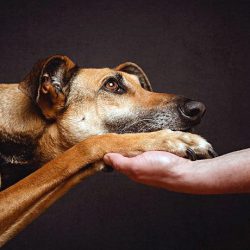 Обращение собаки к человеку